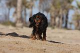 CAVALIER KING CHARLES 467